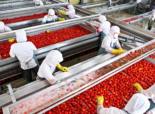 Tomato paste, ketchup and sauce processing line