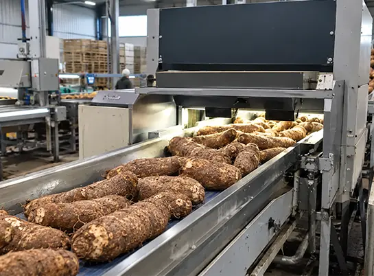 Yam tubers, slices and flour for industrial yam flour processing plant
